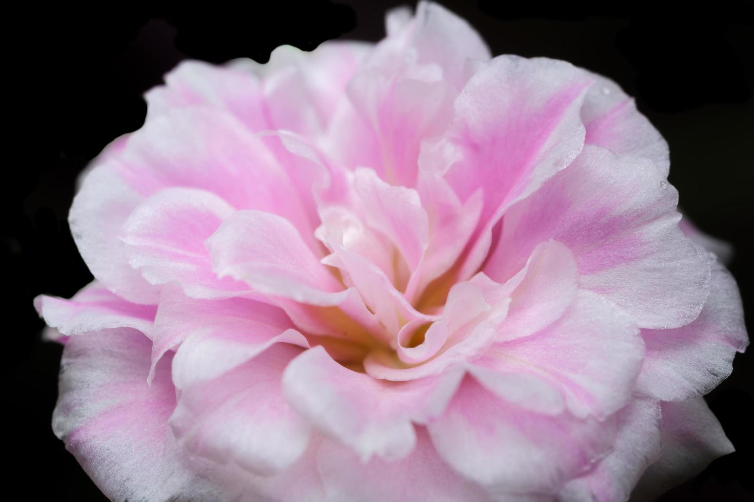 portulaca oleracea fiore macro foto