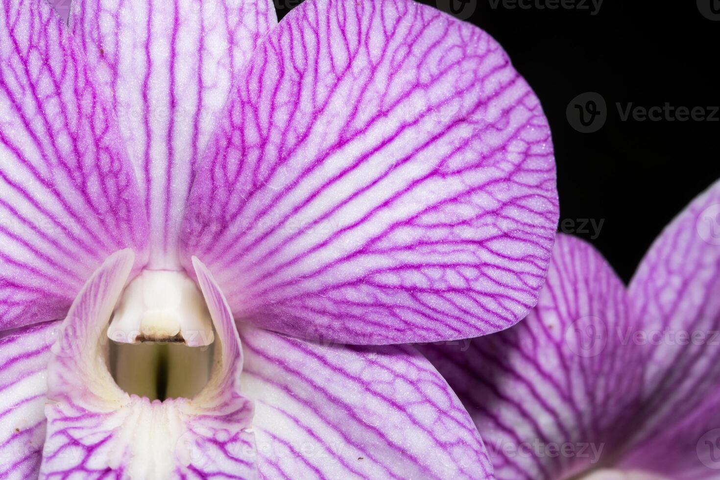 primo piano del fiore dell'orchidea foto