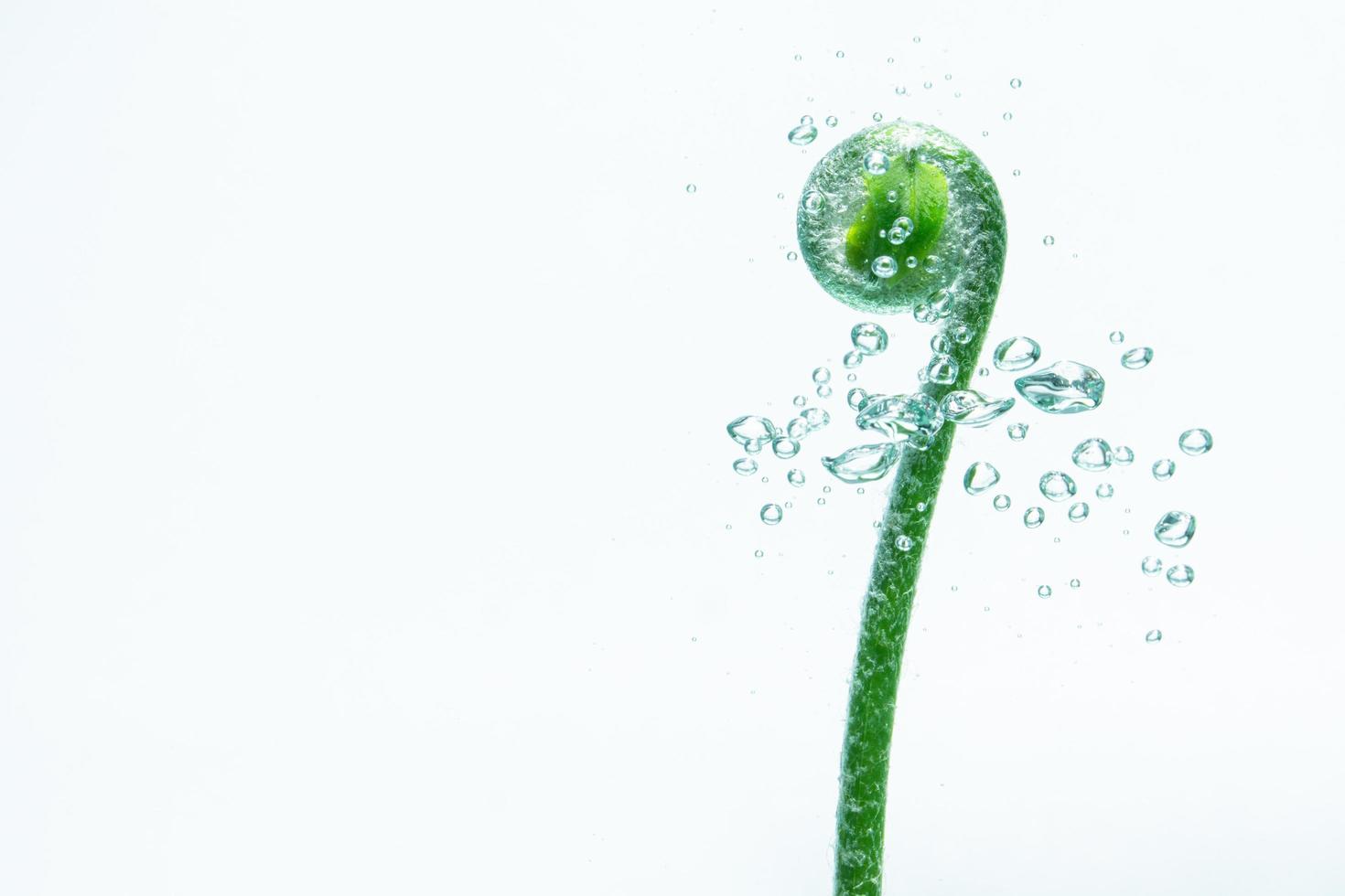 pianta verde e bolle nell'acqua foto