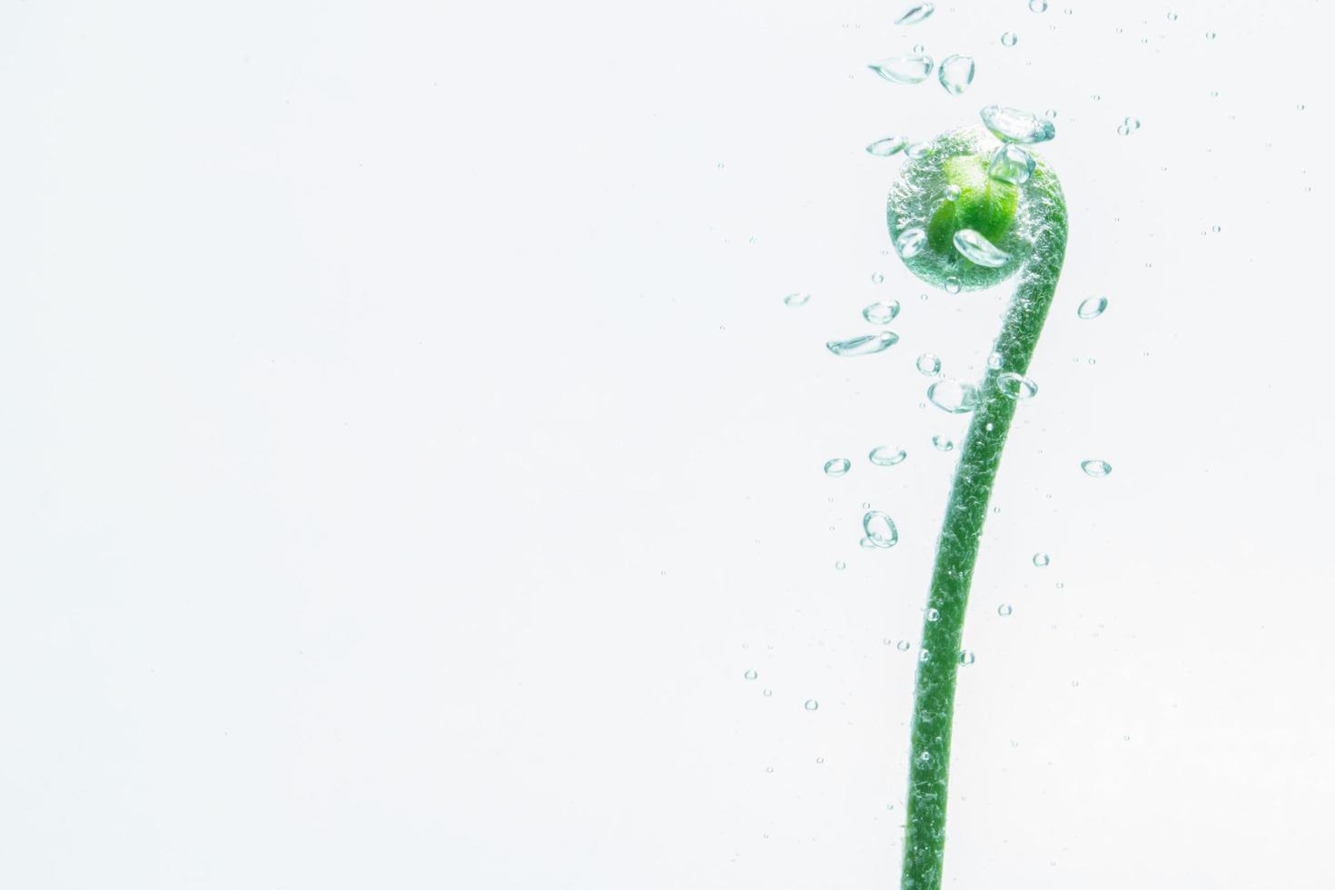 pianta verde e bolle nell'acqua foto