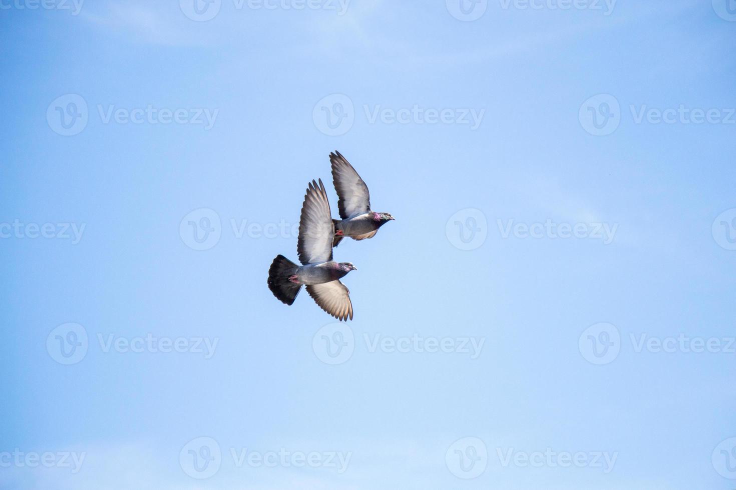 gemello piccioni volante nel aria foto