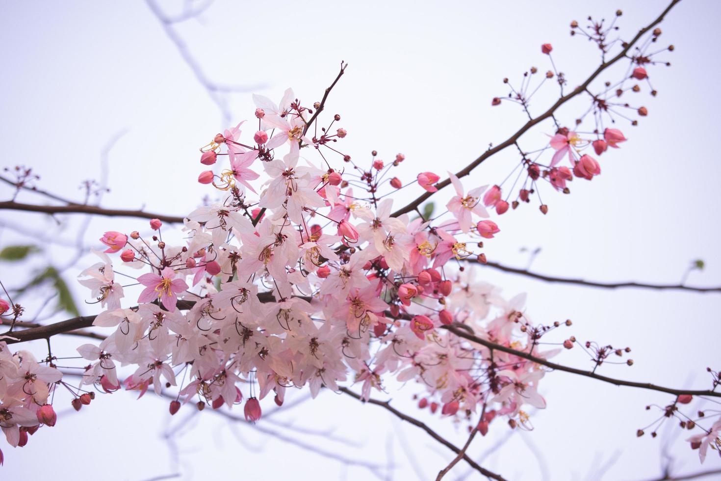 rosa Cassia grandis fiori con vicino su Visualizza , bianca e rosa fiori siamo fioritura su alberi. Tailandia foto