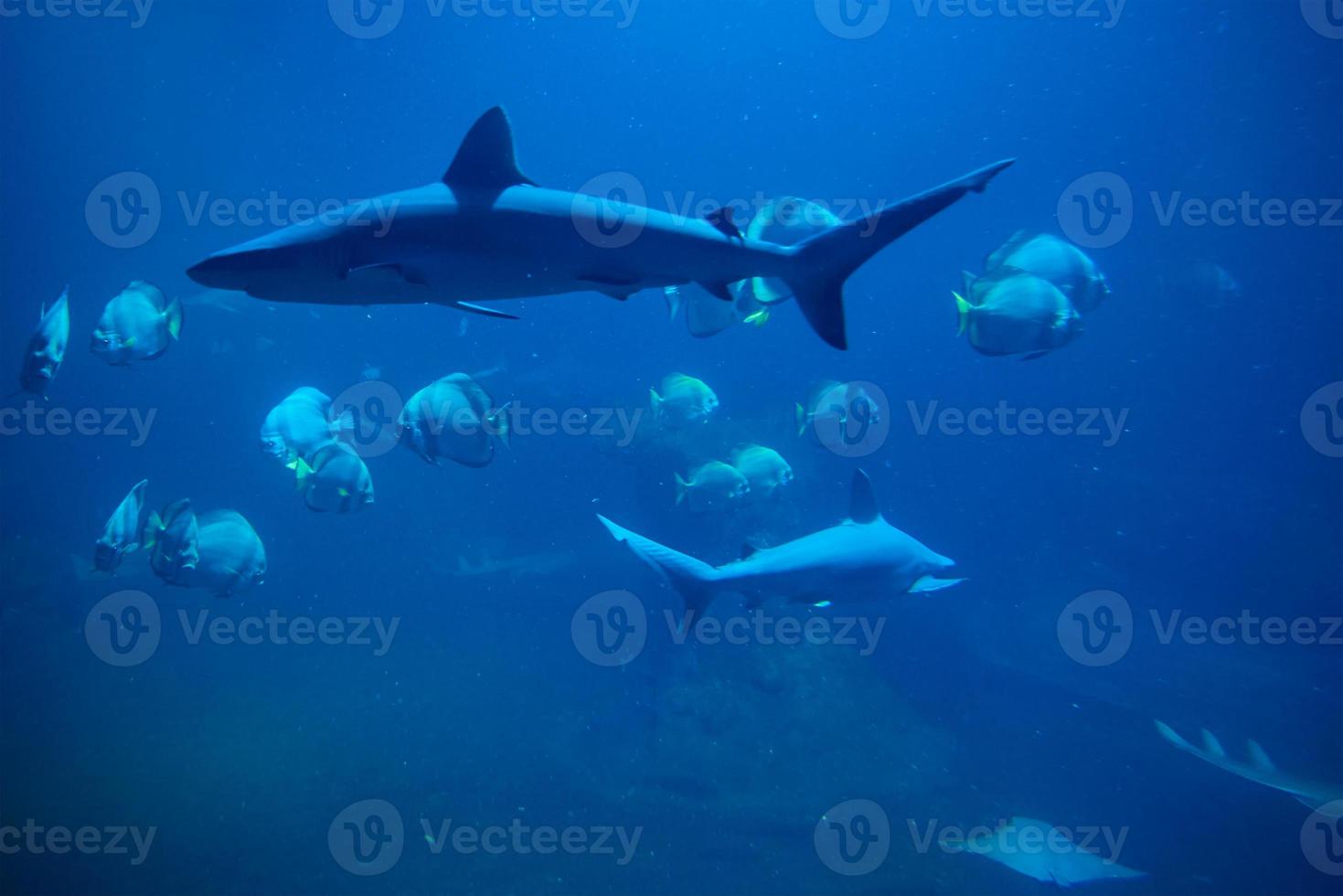 shart e altro mare Pesci nel acquario, mare vita foto