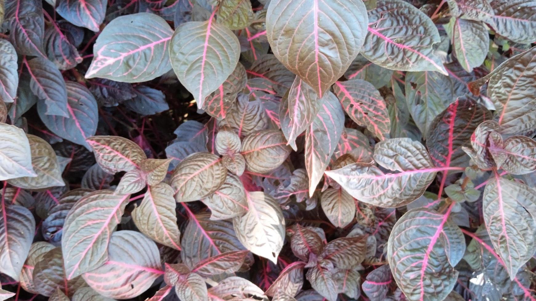 rosso le foglie superiore Visualizza. natura sfondo foto