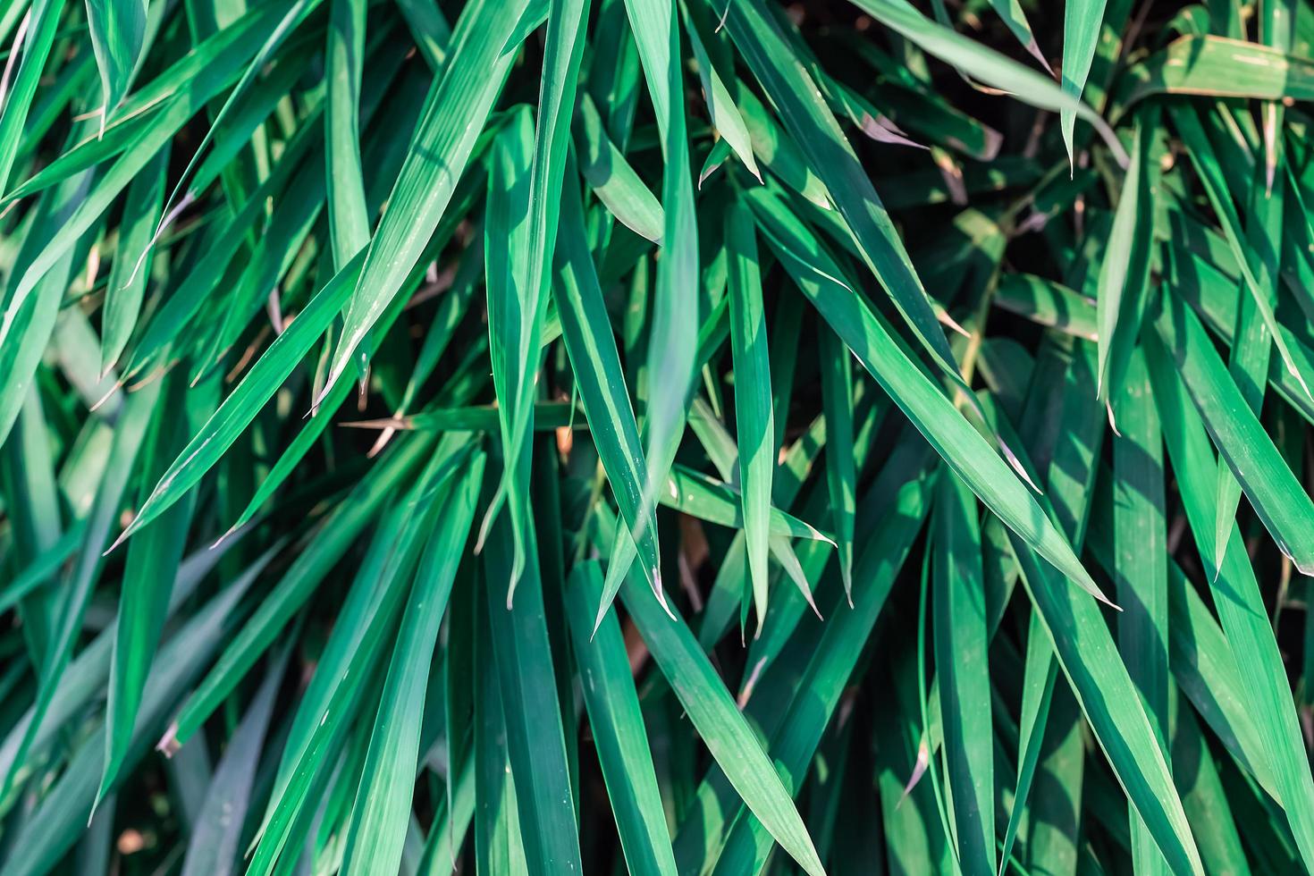 sfondo di bambù le foglie avvicinamento, naturale sfondo per pubblicità ecologico pulito prodotti foto