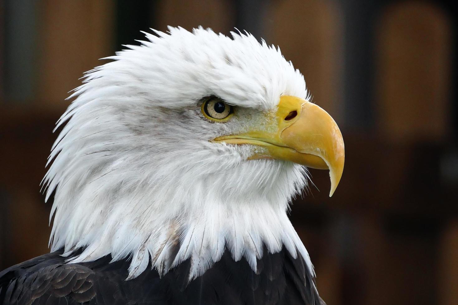 il Calvo aquila foto