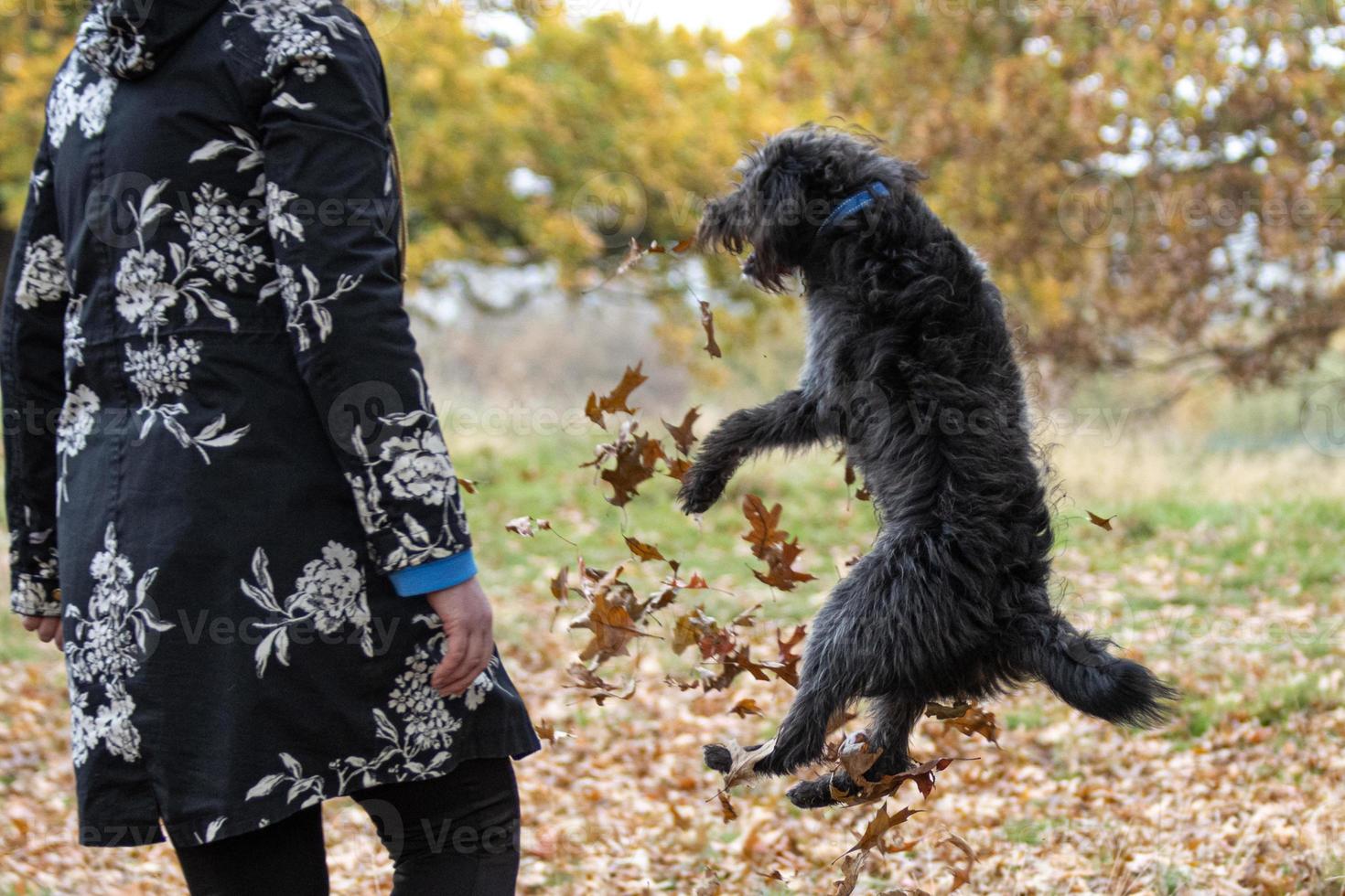 un' bordooodle cucciolo giocando nel il autunno le foglie foto