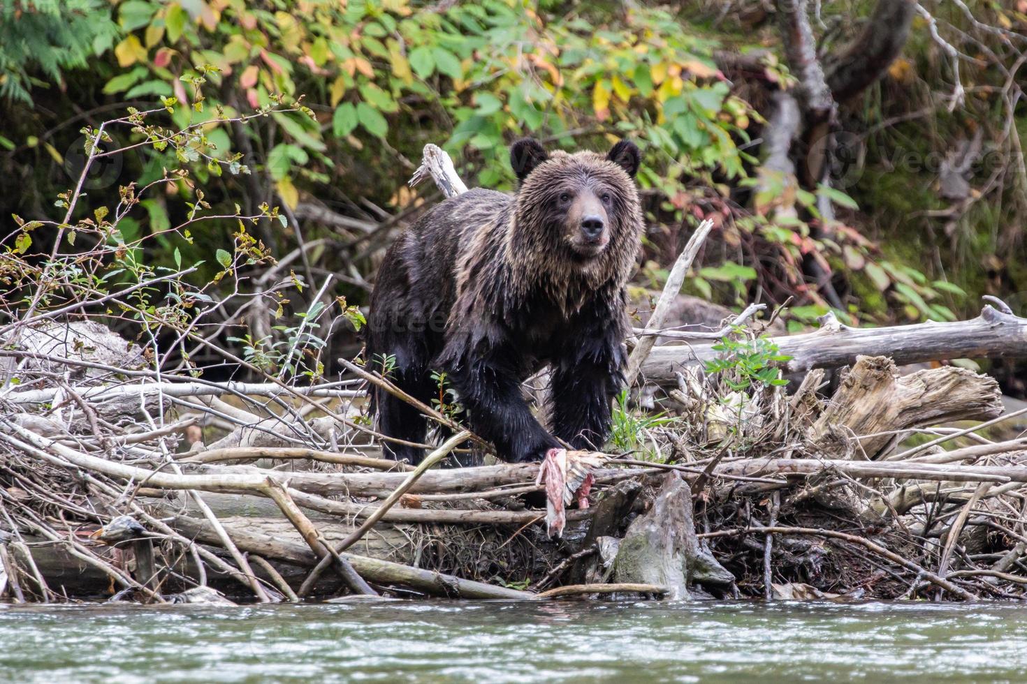 grizzly Marrone orso cucciolo mangiare salmone nel bella coola foto