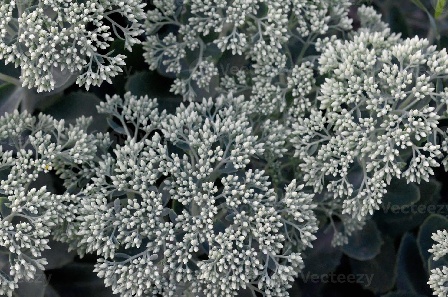 lotto di fioritura ilotelefio telefono bianca fiori con verde le foglie e steli foto