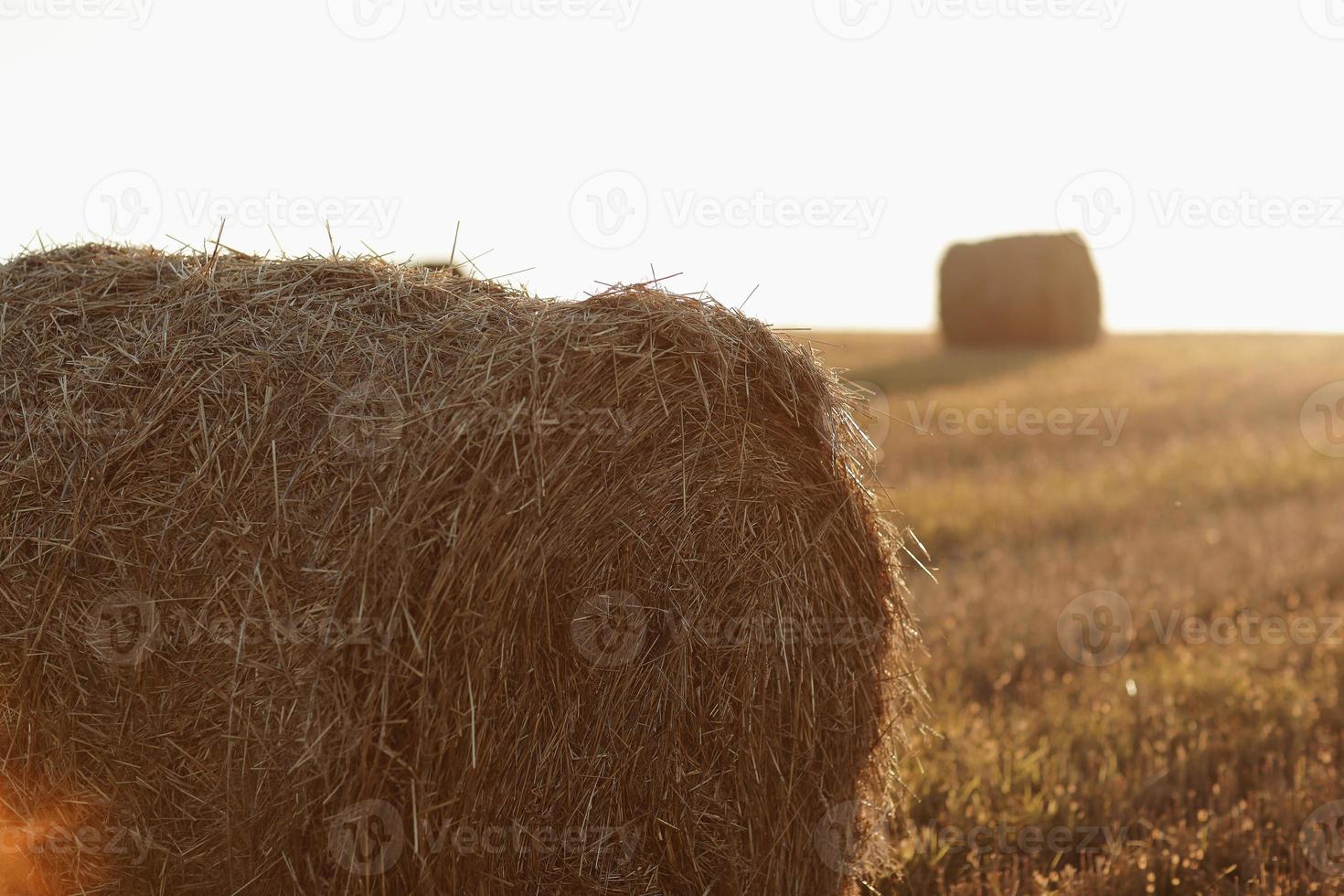 balle di paglia di fieno di grano impilate in un mucchio nel campo di stoppie in una sera d'estate. balle di paglia su terreni agricoli con cielo nuvoloso blu foto