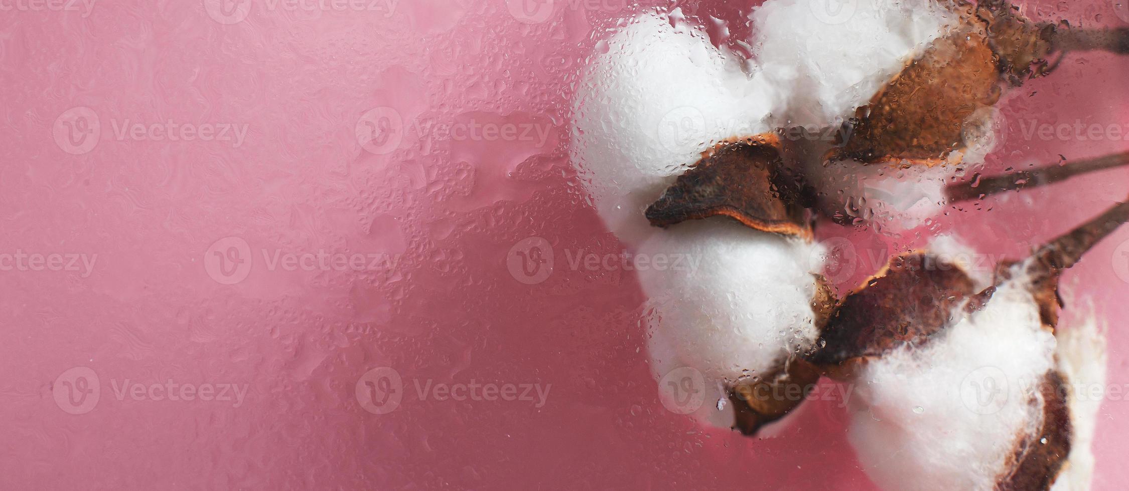 bellissimo bianca cotone fiori su rosa sfondo con gocce di acqua sotto il bicchiere superficie. bandiera foto