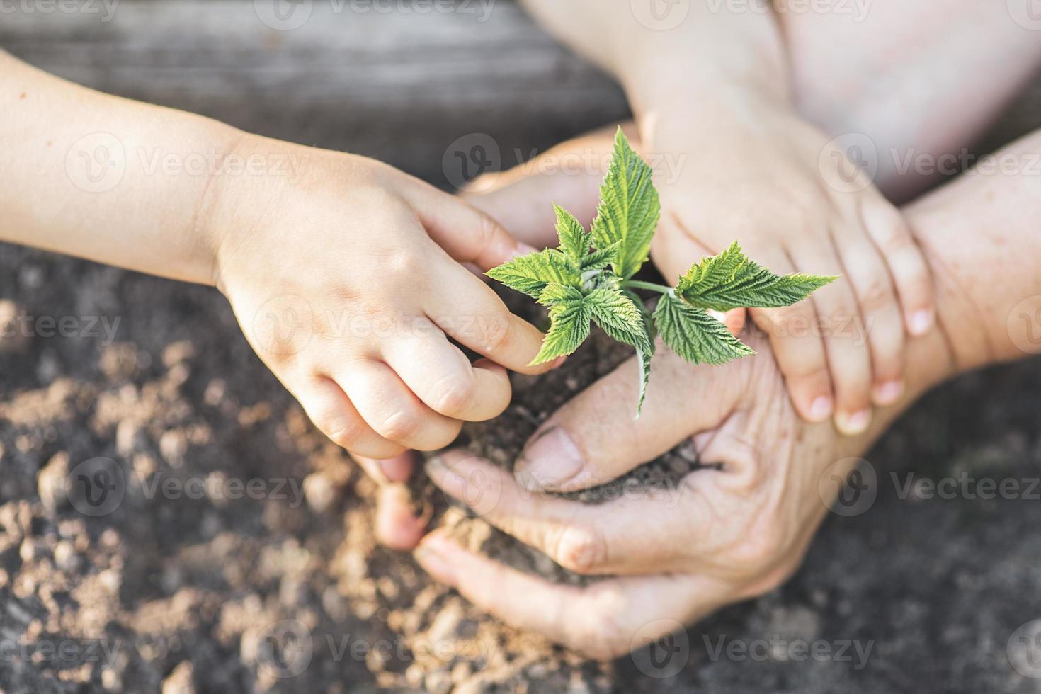 bambino e seniora mani insieme hold verde pianta e suolo per giardinaggio soleggiato giorno.ambiente concetto nel terra giorno. foto