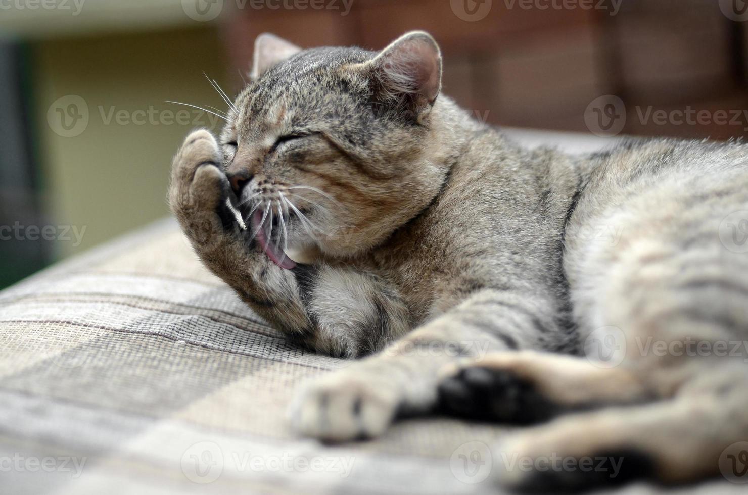 ritratto di soriano gatto seduta e leccata il suo capelli all'aperto e bugie su Marrone divano foto