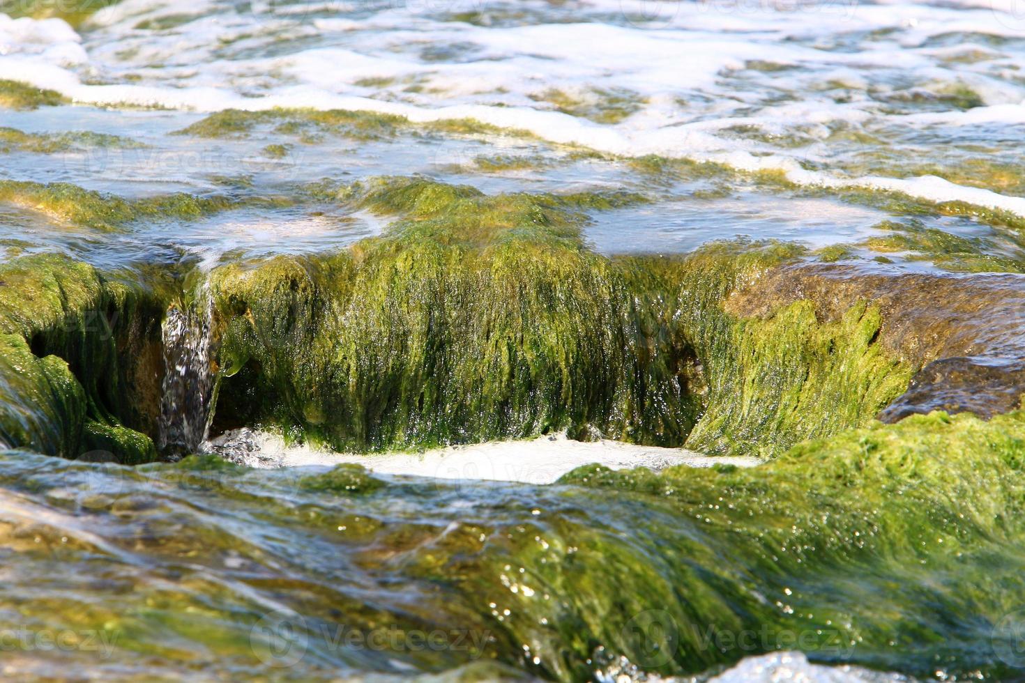 verde alghe su il rocce su il mediterraneo costa. foto