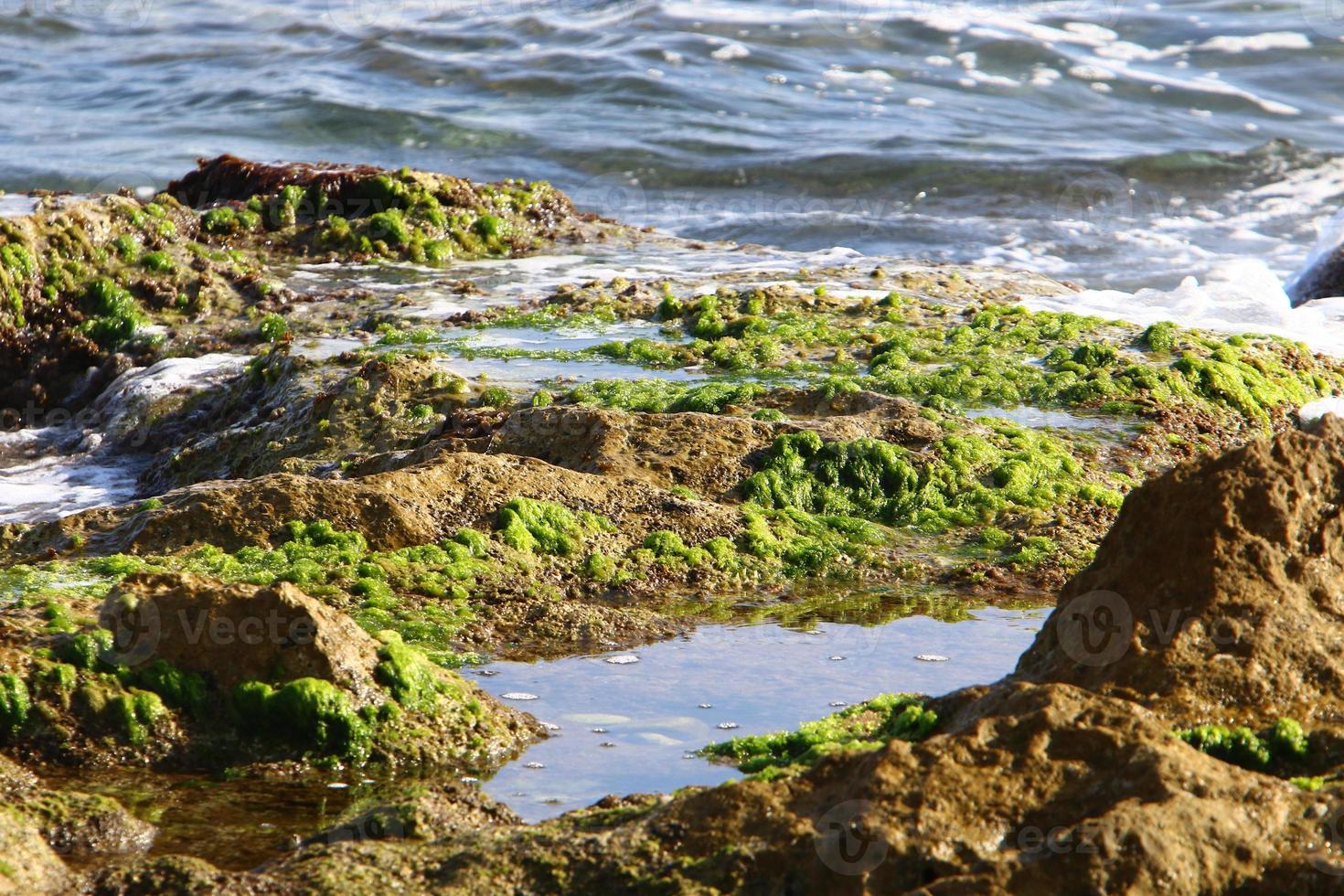 verde alghe su il rocce su il mediterraneo costa. foto