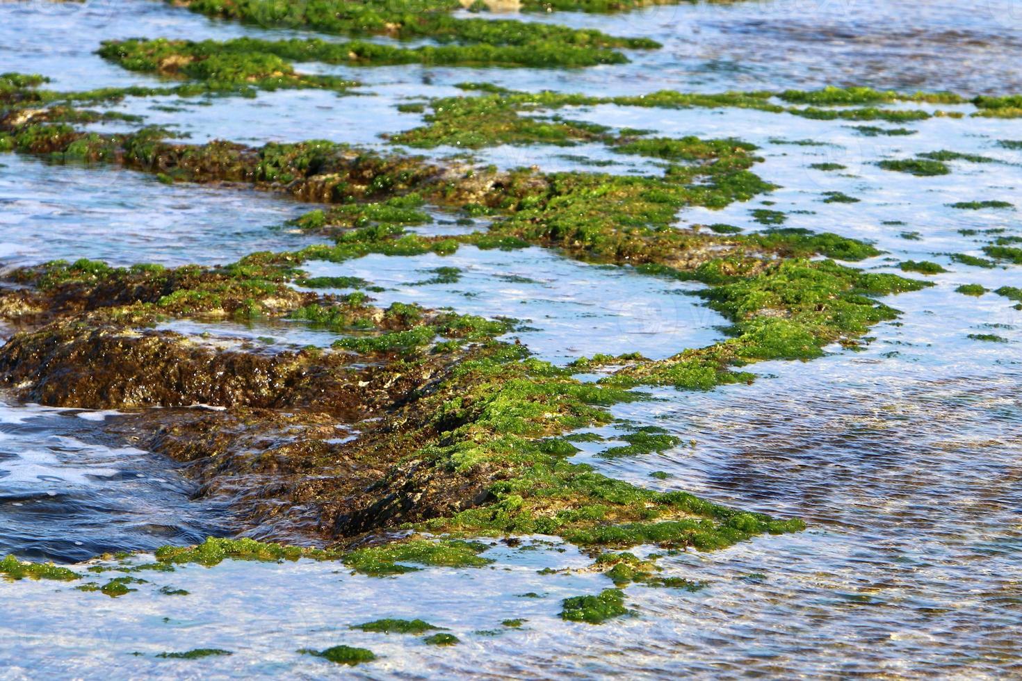 verde alghe su il rocce su il mediterraneo costa. foto