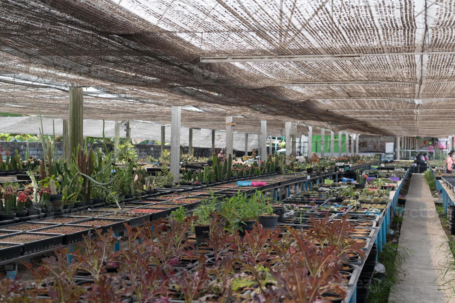 bellissimo avvicinamento cactus nel il giardino. vario tipi di bellezza cactus mercati o cactus fattorie. verde Casa impianti concetto. foto