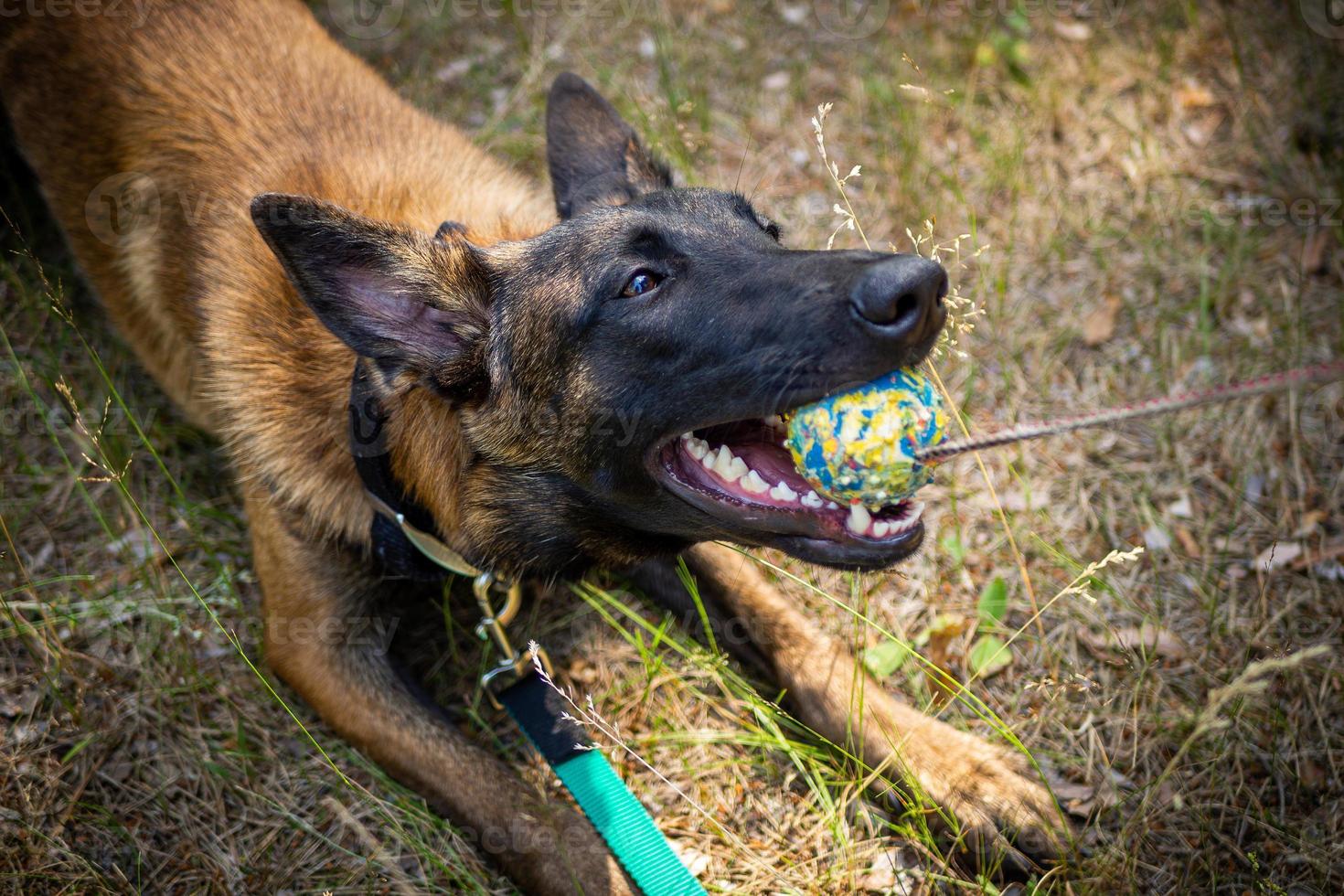 ritratto di un' belga pastore cane, su un' camminare nel un' verde parco. foto