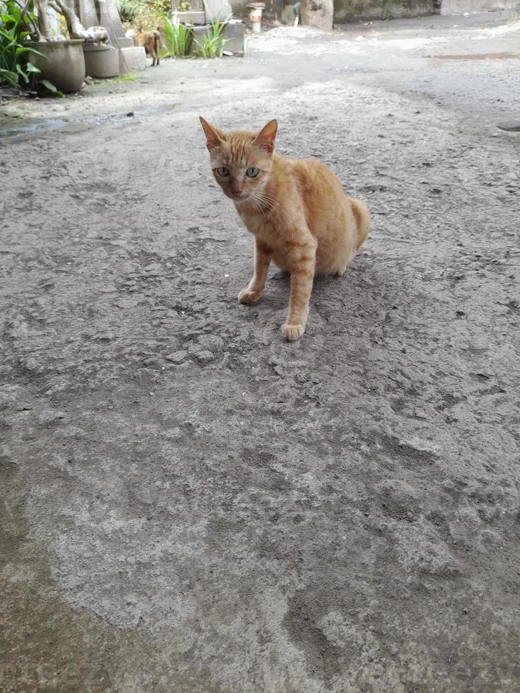 villaggio gatto è riposo nel il cortile foto