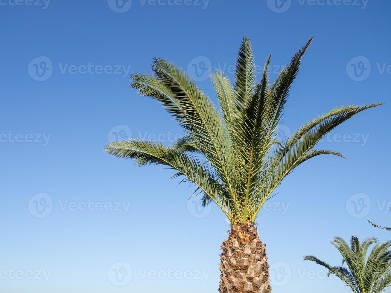 palma albero contro il cielo. parte di un' pianta. vacanza su il spiaggia. rilassamento a mare. il tronco e le foglie di un' palma albero foto