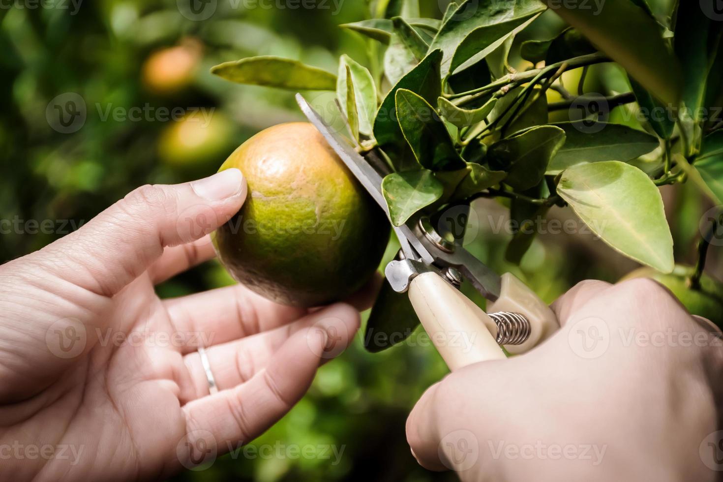 avvicinamento di satsuma scoppio mot mandarino maturazione su albero foto