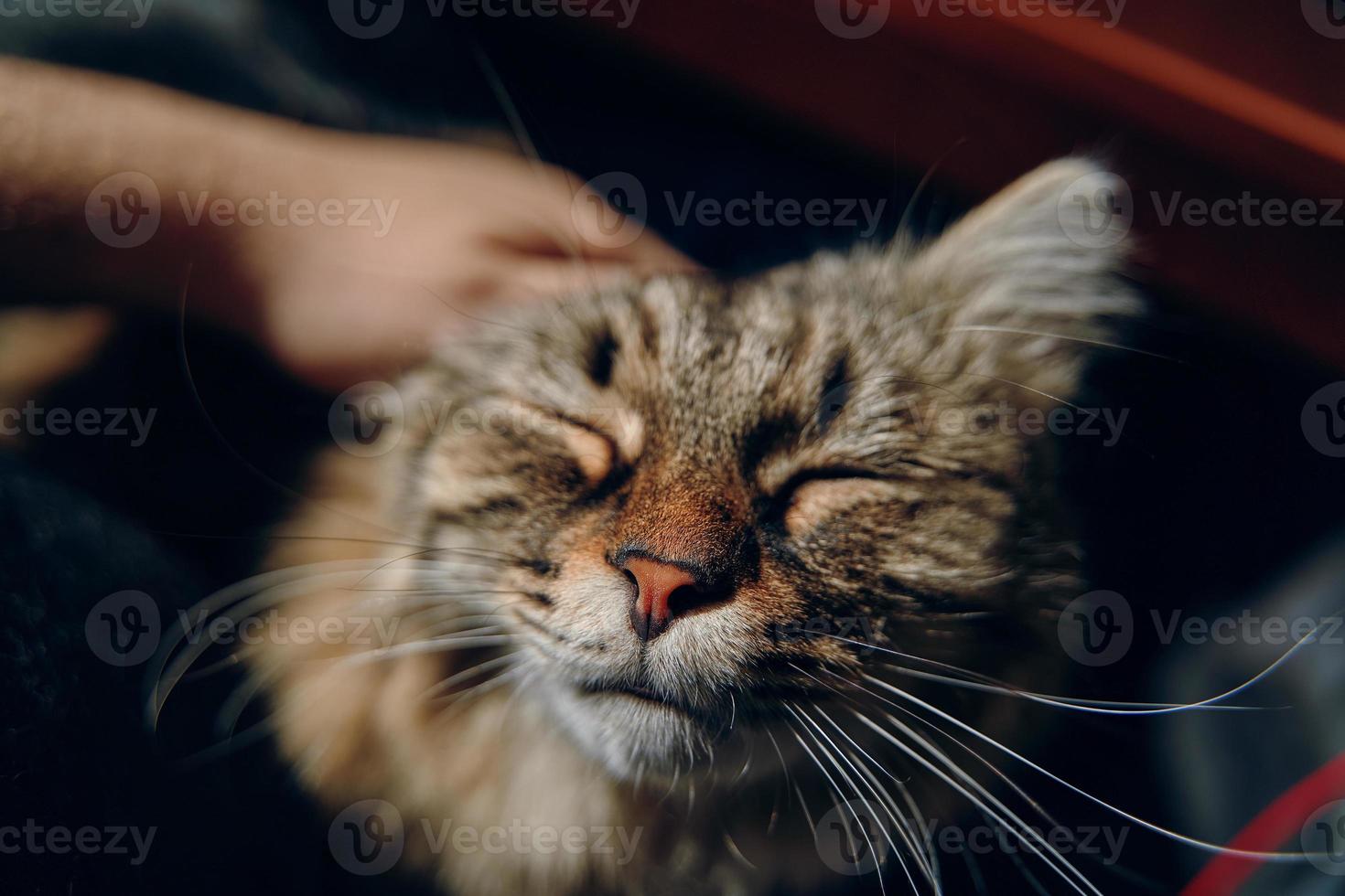 uomo colpi gatto. foto