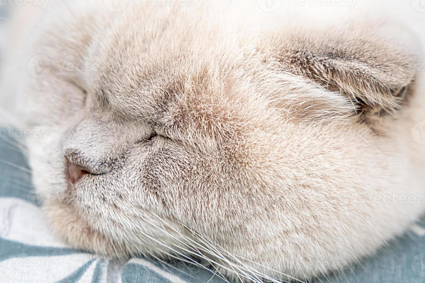 divertente corto dai capelli domestico bianca Britannico gatto addormentato interno a casa. gattino riposo e rilassare su blu divano. animale domestico cura e animali concetto. foto