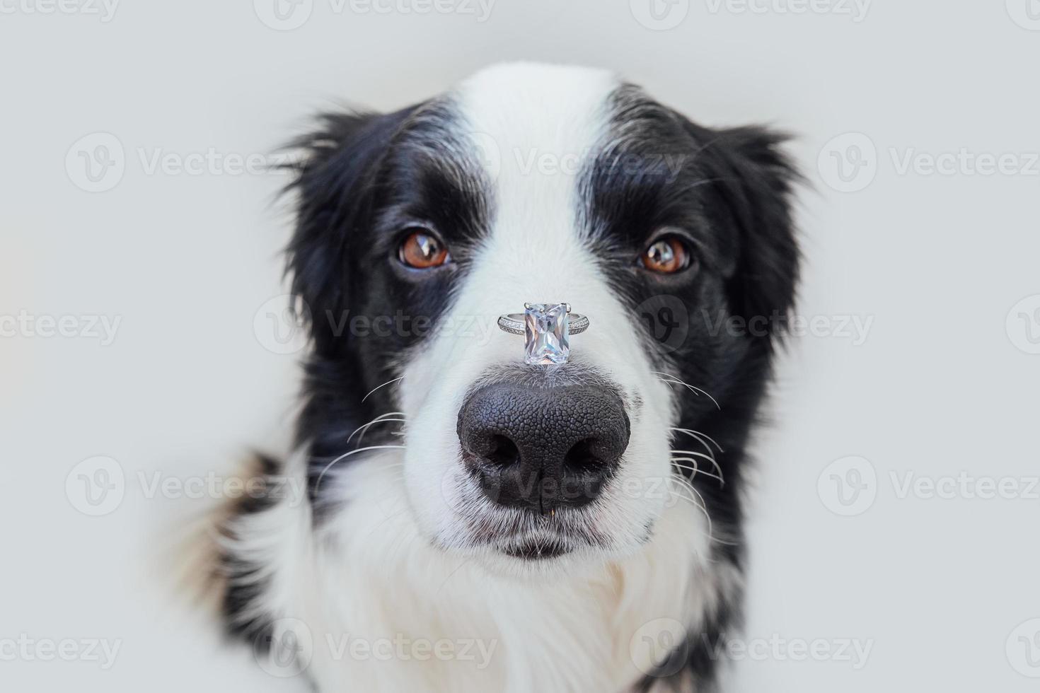 vuoi sposarmi. divertente ritratto di simpatico cucciolo di cane border collie che tiene l'anello nuziale sul naso isolato su sfondo bianco. fidanzamento, matrimonio, concetto di proposta foto