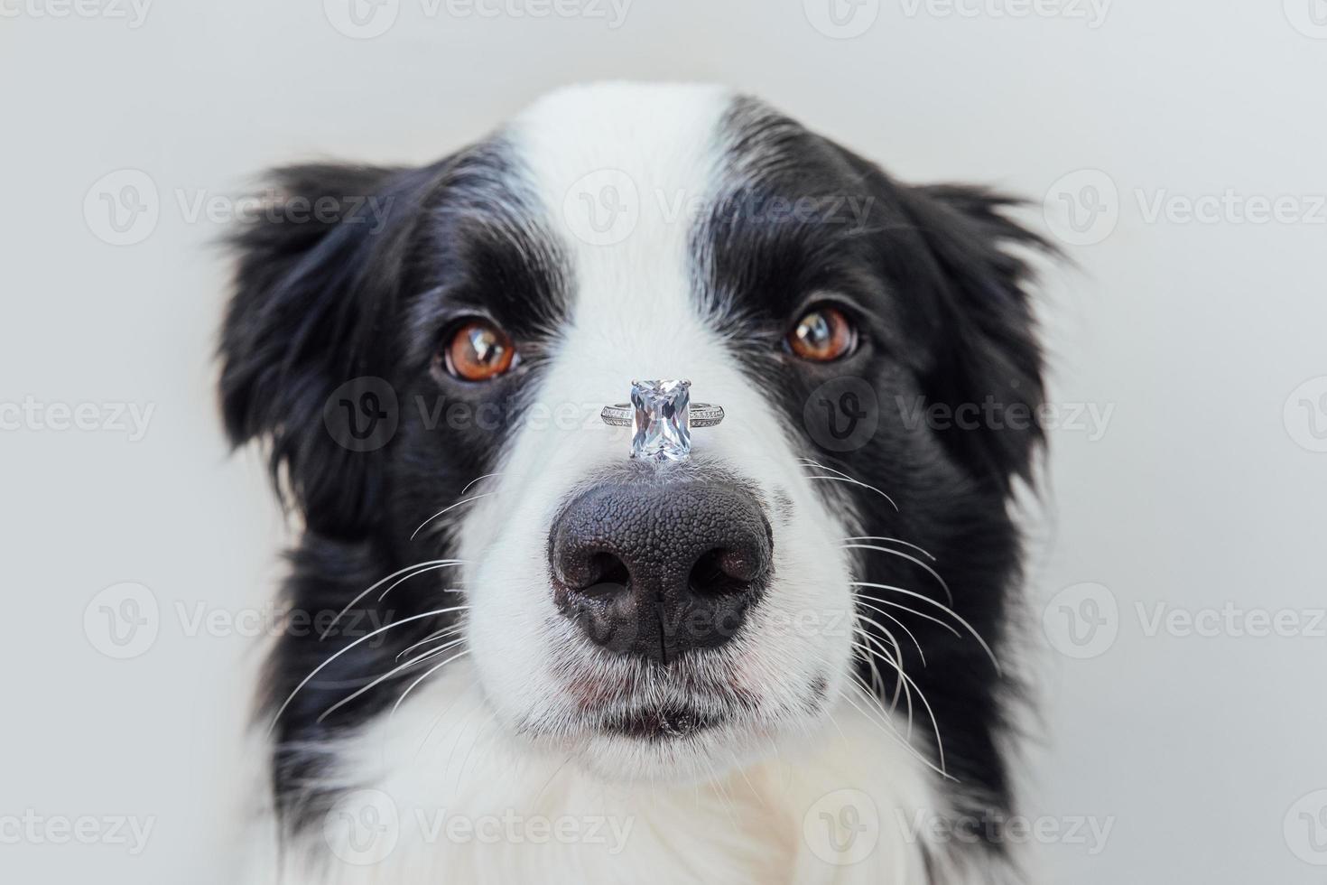 vuoi sposarmi. divertente ritratto di simpatico cucciolo di cane border collie che tiene l'anello nuziale sul naso isolato su sfondo bianco. fidanzamento, matrimonio, concetto di proposta foto