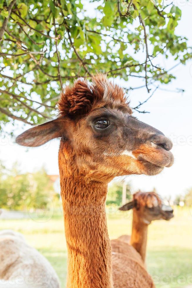 carino alpaca con faccia buffa che si rilassa nel ranch in una giornata estiva. alpaca domestici che pascolano sui pascoli nello sfondo naturale della campagna dell'azienda agricola ecologica. cura degli animali e concetto di agricoltura ecologica foto