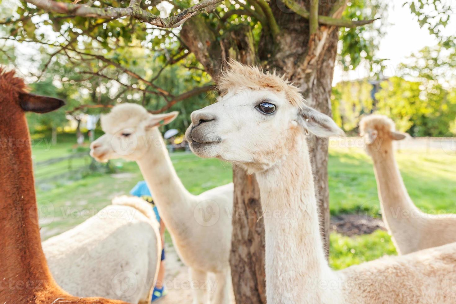 carino alpaca con faccia buffa che si rilassa nel ranch in una giornata estiva. alpaca domestici che pascolano sui pascoli nello sfondo naturale della campagna dell'azienda agricola ecologica. cura degli animali e concetto di agricoltura ecologica foto