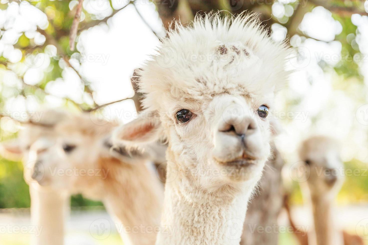 carino alpaca con faccia buffa che si rilassa nel ranch in una giornata estiva. alpaca domestici che pascolano sui pascoli nello sfondo naturale della campagna dell'azienda agricola ecologica. cura degli animali e concetto di agricoltura ecologica foto