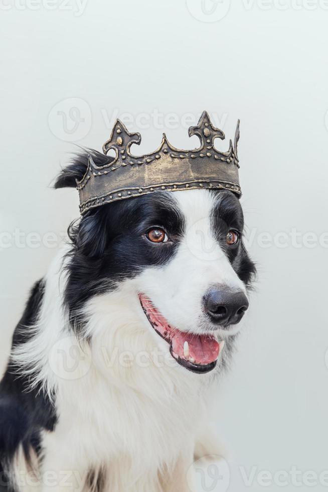 simpatico cucciolo di cane con faccia buffa border collie che indossa la corona del re isolata su sfondo bianco. ritratto di cane divertente in costume reale a carnevale o halloween. mago o principe del signore dei cani, tema del potere del cane. foto