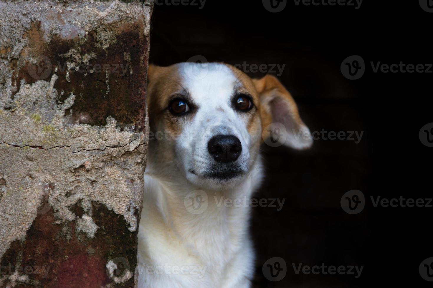 ritratto bastardo vagante cane su buio sfondo foto