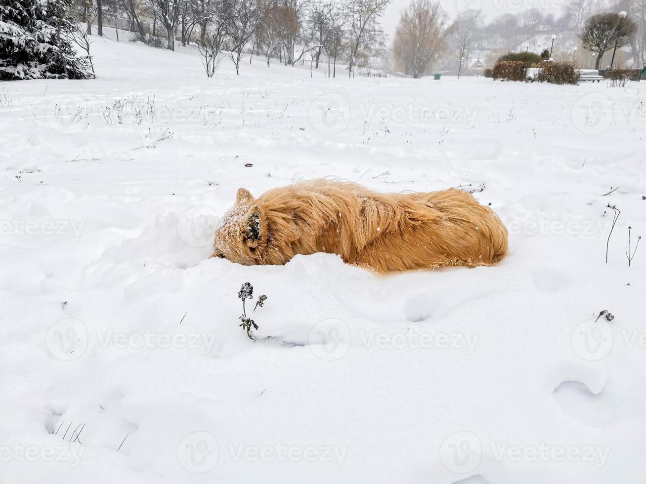 irlandesi giovane cane all'aperto nel inverno foto