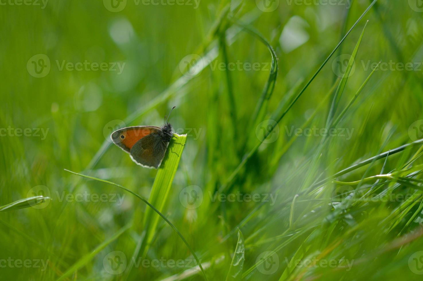 piccolo brughiera farfalla su un' verde pianta verde sfondo macro foto