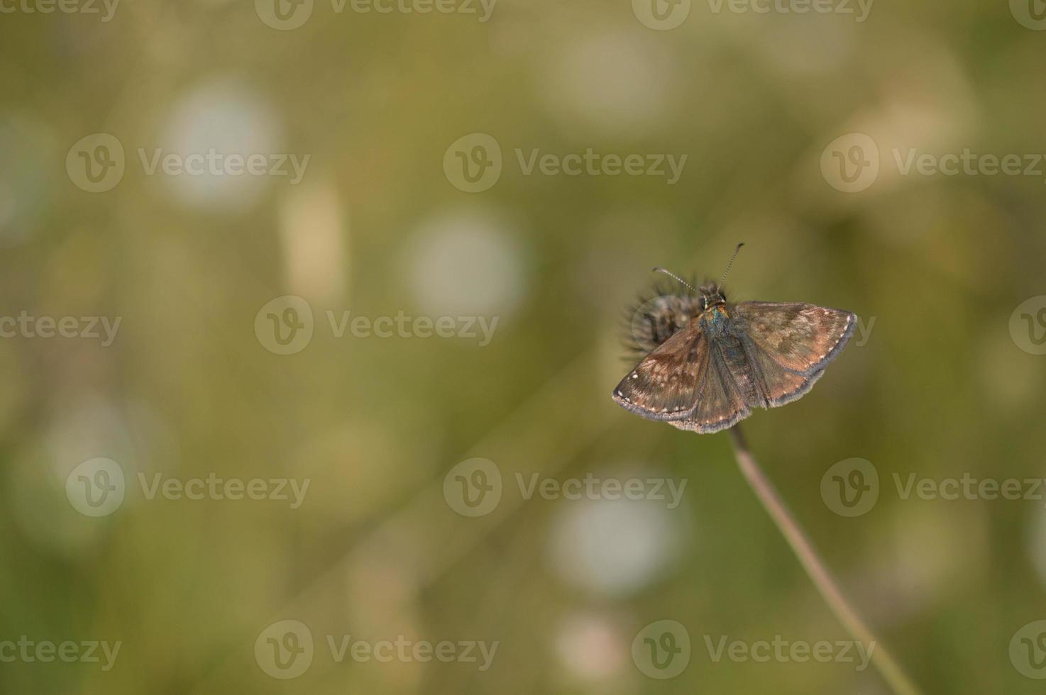 squallido skipper farfalla nel natura su un' pianta minuscolo Marrone falena foto
