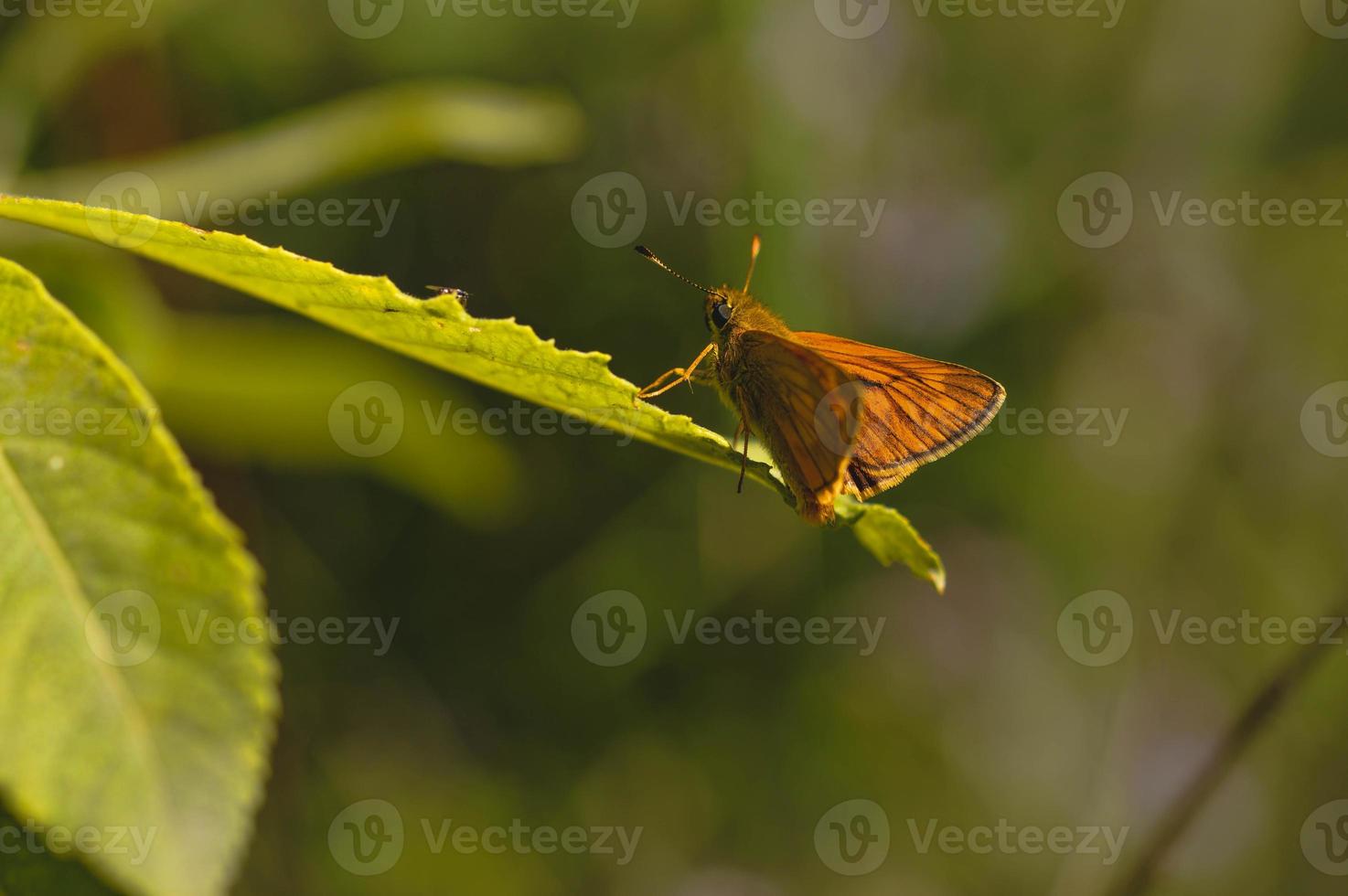 piccolo rame skipper farfalla su un' foglia foto