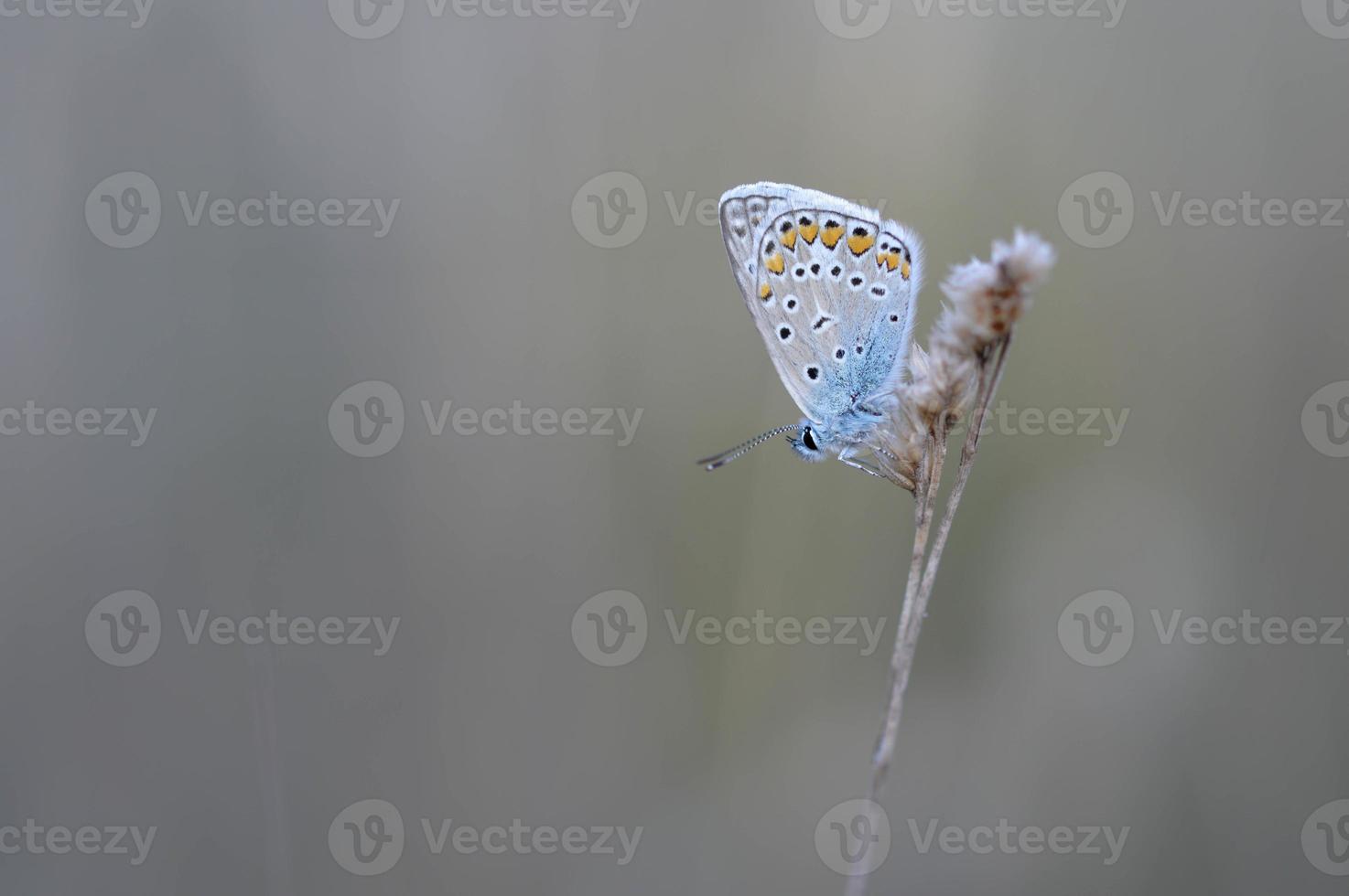 Comune blu farfalla su un' asciutto pianta nel natura vicino su. foto