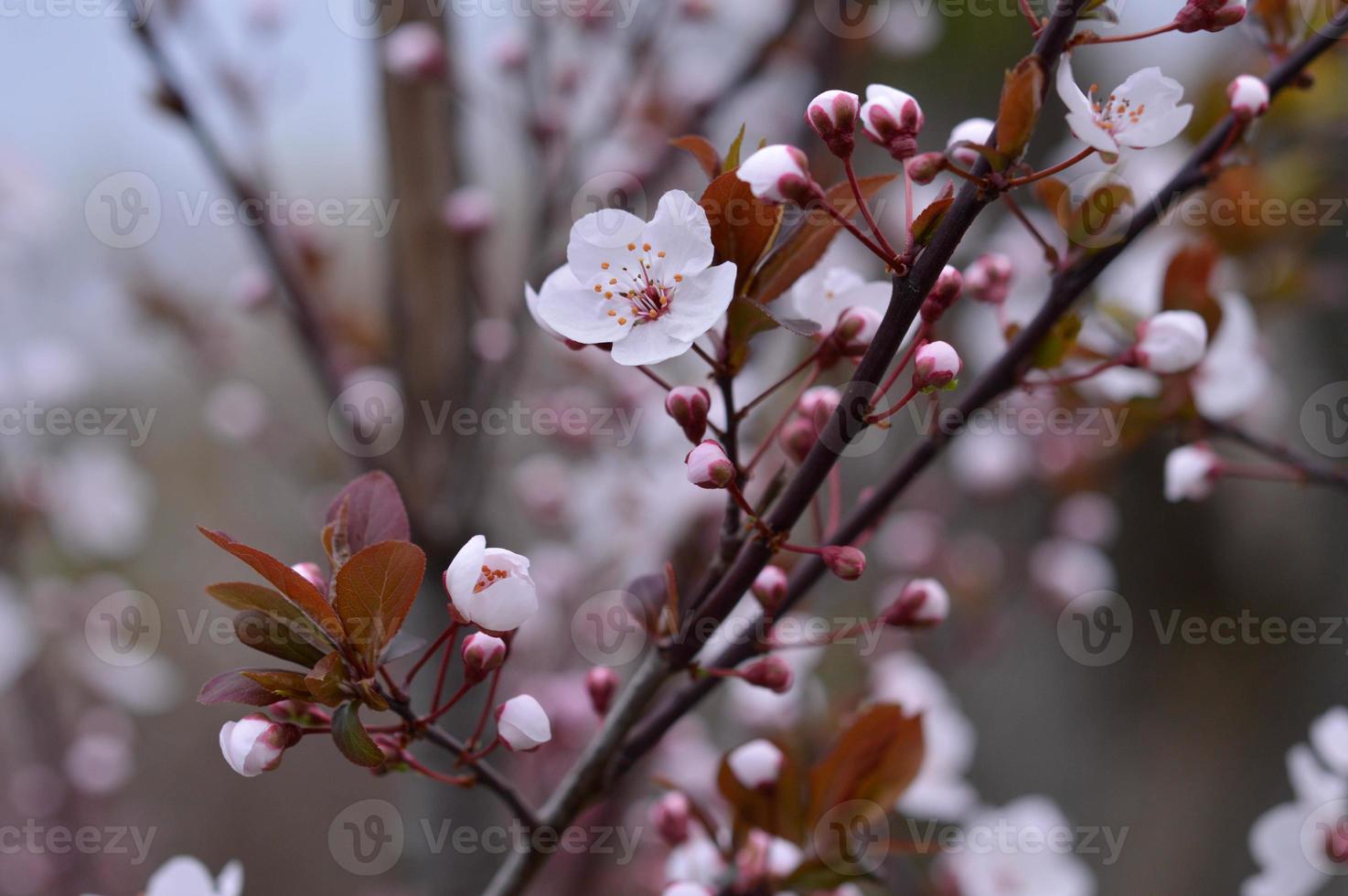 rosa albero fiorire natura foto, pastello rosa petali, primavera foto