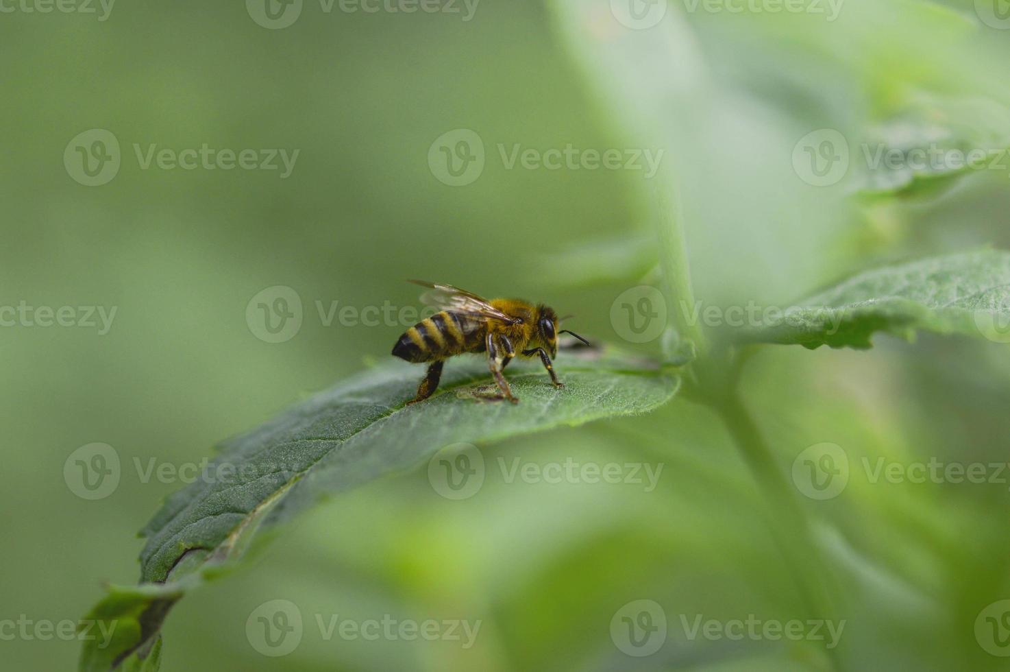 ape su un' verde foglia macro foto, vicino su foto