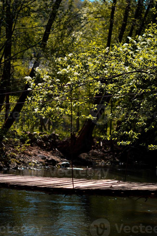 legna ponte al di sopra di piccolo flusso, tranquillo, calmo scena foto