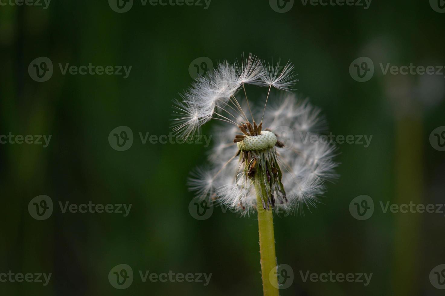 soffice dente di leone seme testa vicino su, semi macro foto