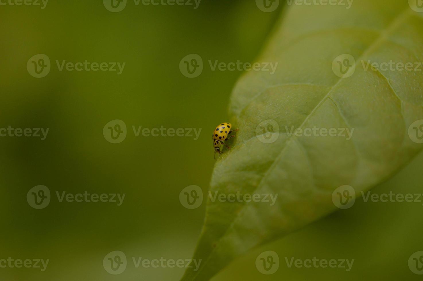 giallo coccinella, piccolo giallo insetto con nero macchie su un' foglia foto