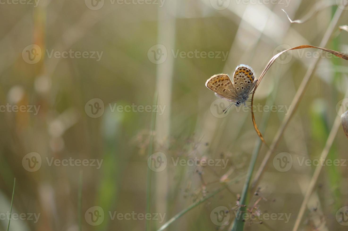 Marrone argomentare piccolo farfalla su un' pianta nel natura macro foto