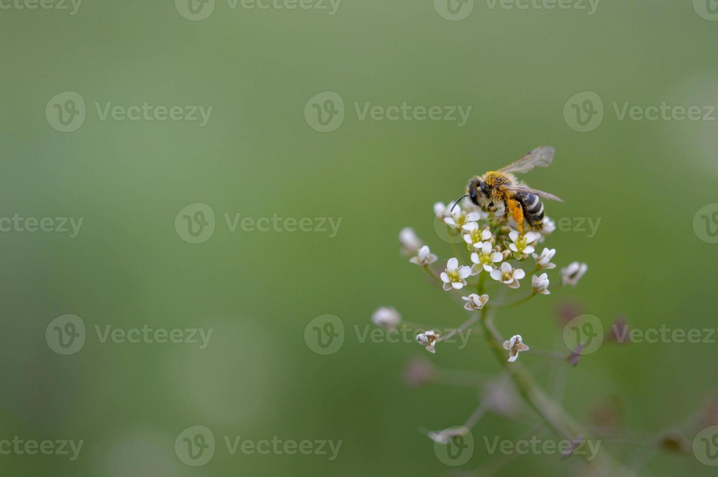ape pieno di polline su un' bianca fiore macro, foto