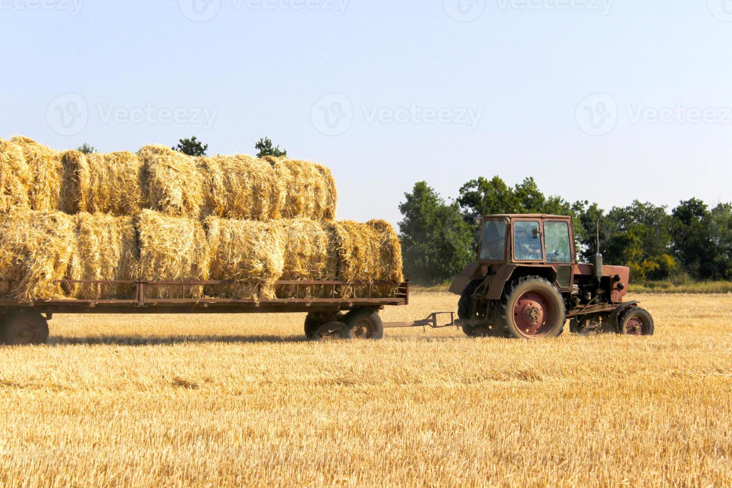 trattore trasporto fieno balla rotoli - impilamento loro su mucchio. agricolo macchina raccolta balle di fieno su un' campo foto