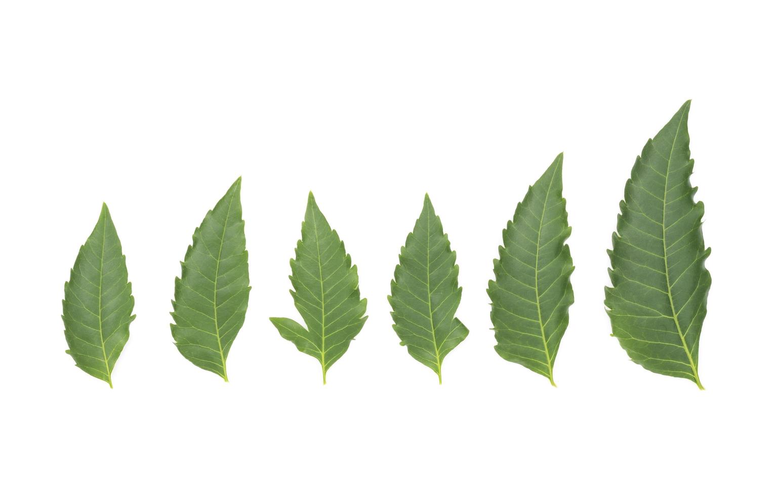 foglie verdi isolati su uno sfondo bianco foto