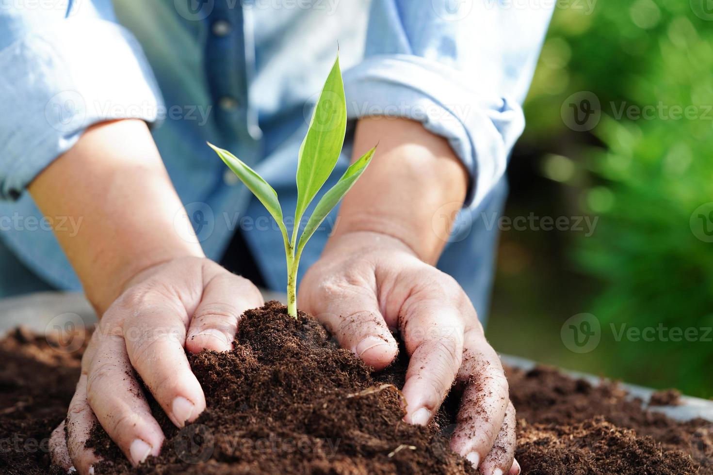 albero in crescita con mano, eco terra giorno, Salva mondo, Salva terra, partire verde foto