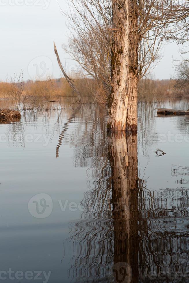 allagato prati nel primavera foto